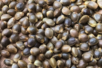 Autoflowering vs Feminized Seeds: Which Is Best for You?