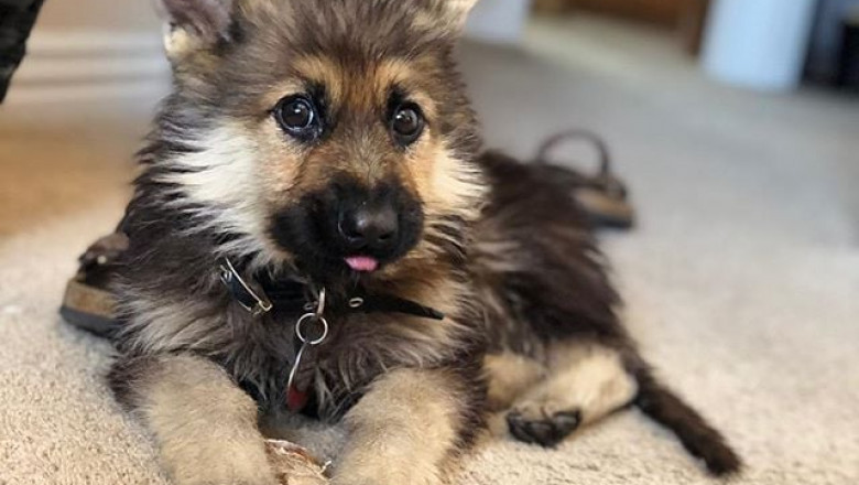 Dwarf German Shepherds