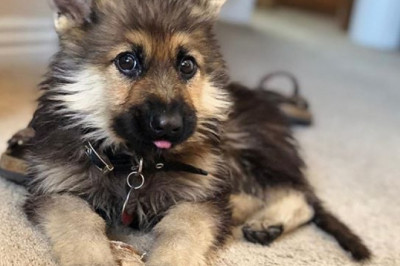 Dwarf German Shepherds