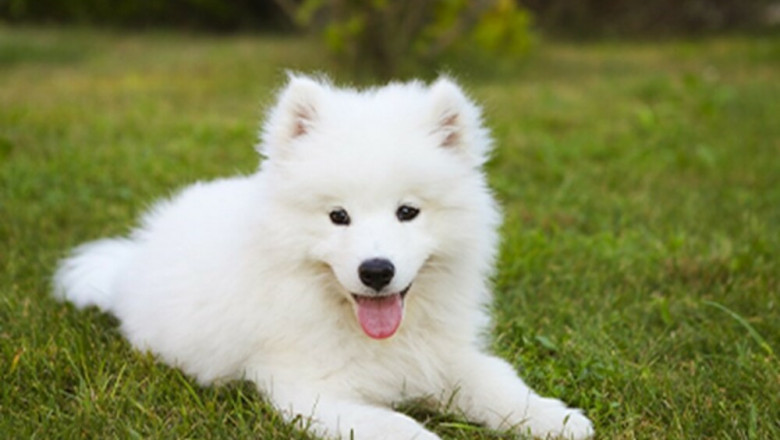Here are some things you should know about young Maltese puppies