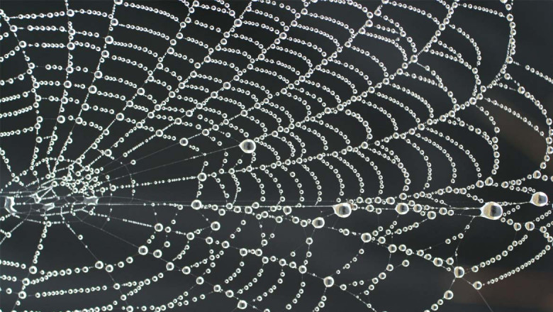 Human Hair Is Substantially Cheaper Than Synthetic Spider Silk