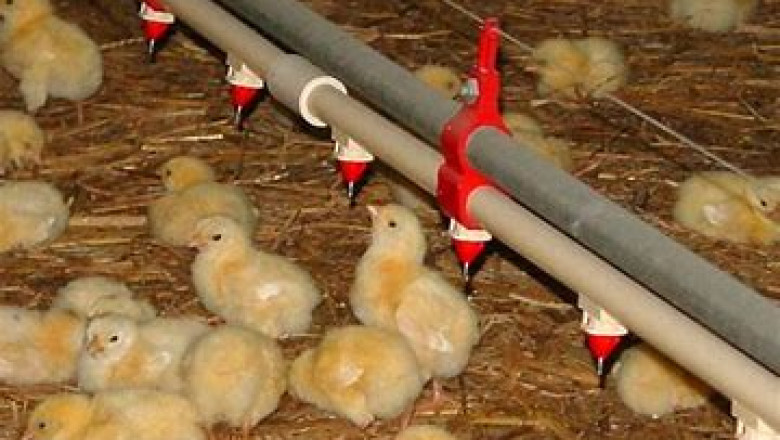 Botanic Feed Binder Market Along with an In-depth Analysis of the Competitive Landscape 2022-2028