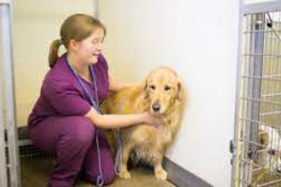 Companion Animal Diagnostics Market Analysis & Opportunity Outlook 2029