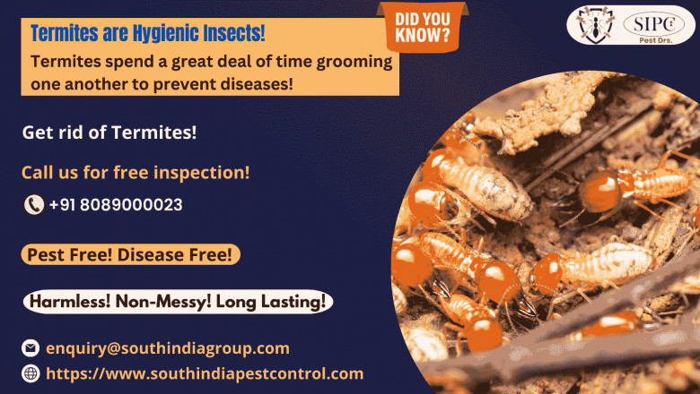 Termite Control in Bangalore