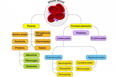 Here are some of the Functionalities of Blood And Blood Components