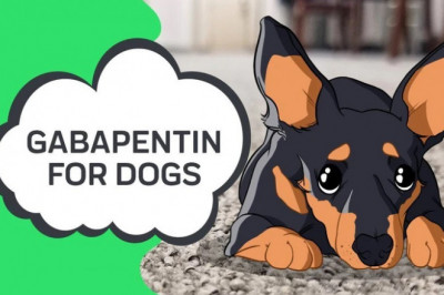 How does gabapentin treat Dogs?