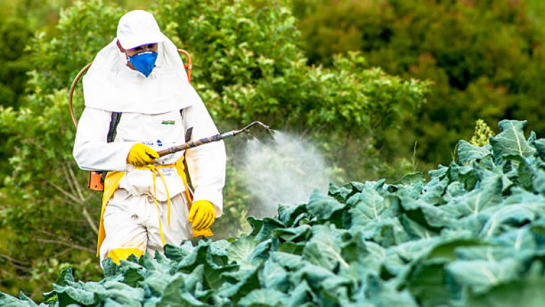 How to Keep Your Home Free of Pests and Bugs