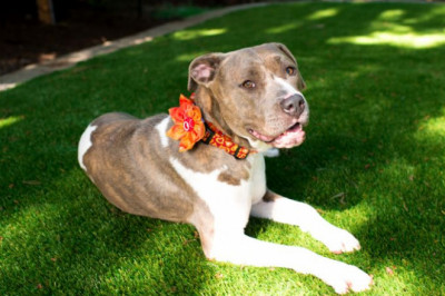 Synthetic Grass For Dogs