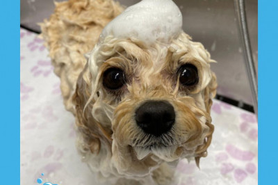 Top Mobile Pet Grooming Services in Toronto, Canada
