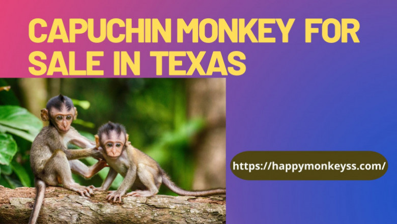 capuchin monkey for sale in Texas