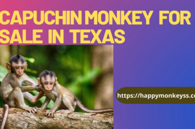 capuchin monkey for sale in Texas
