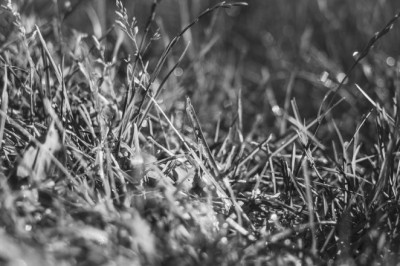 houseplants that may detoxify indoor air