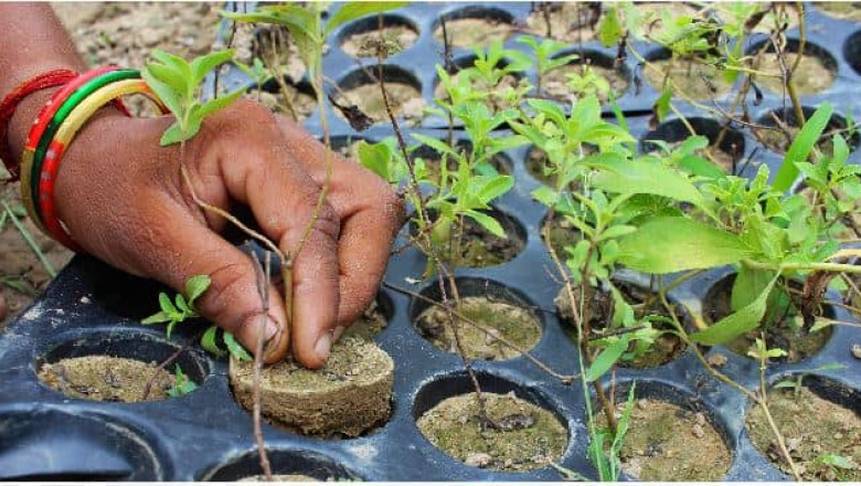 Is Stevia A Trend or The Answer?