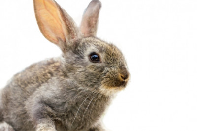 Kids And Pets: From Cereals to Kids to Timothy Hay for The Bunny– The Complete Guide