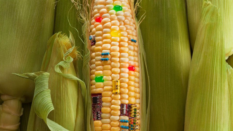 Plants created by modern biotechnology; genetically modified crops