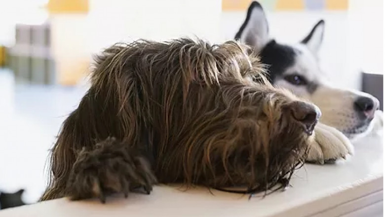 Pet acupuncture Singapore
