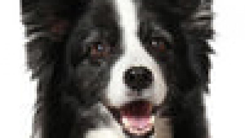 What is a Good Source of Vitamins For Cats?