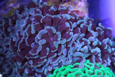 Things You Need to Know About Growing Coral Frags