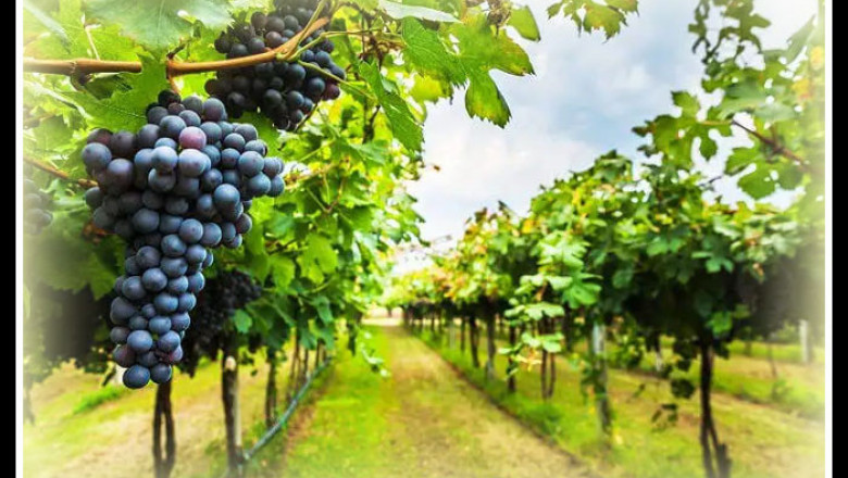 wine tours Barossa