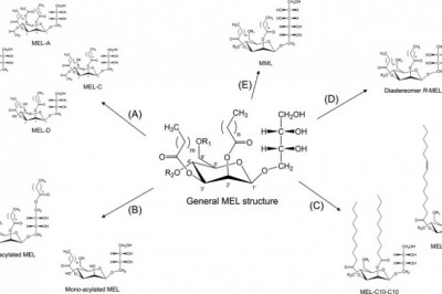 A Mannosylerythritol Lipid Coating Can Increase Nanoparticle Solubility And Cytotoxicity