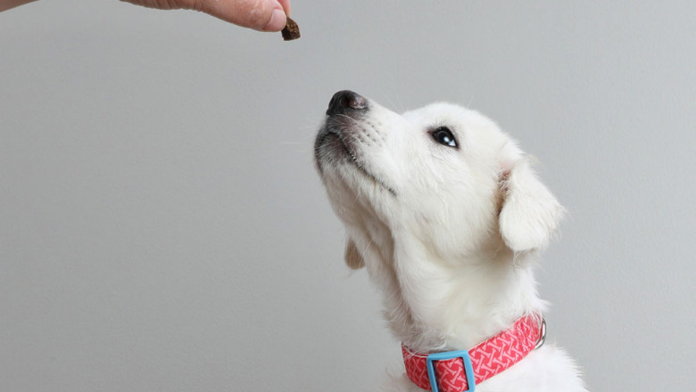 CBD Pet Market Analysis by Product Type, End User, and Application 2021-2030