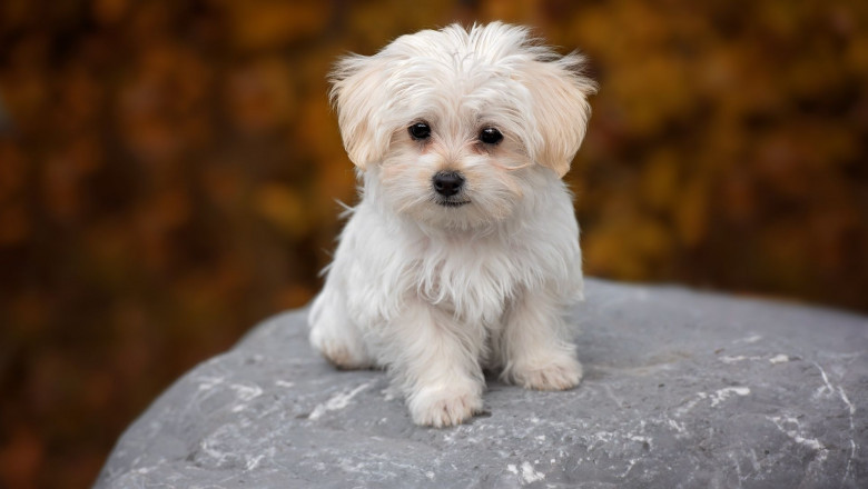 Dog Enrichment: Toys, Games, and DIY Ideas