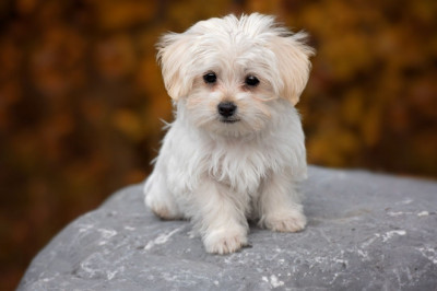 Dog Enrichment: Toys, Games, and DIY Ideas