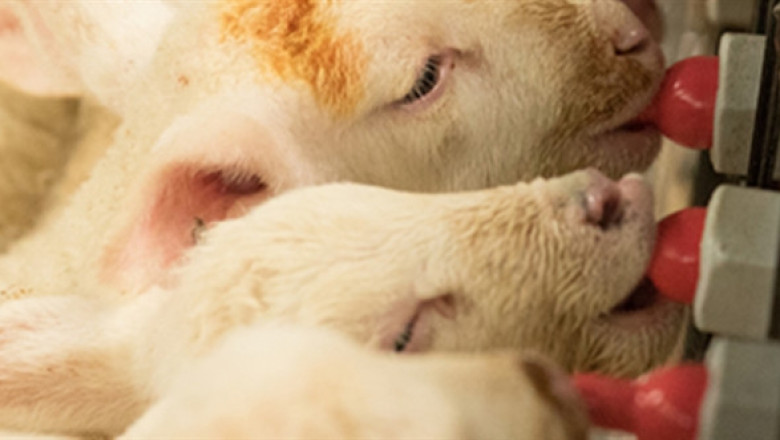 Feeding Lambs Milk Replacer Market 2022 Trends, Share & Forecast Report to 2028