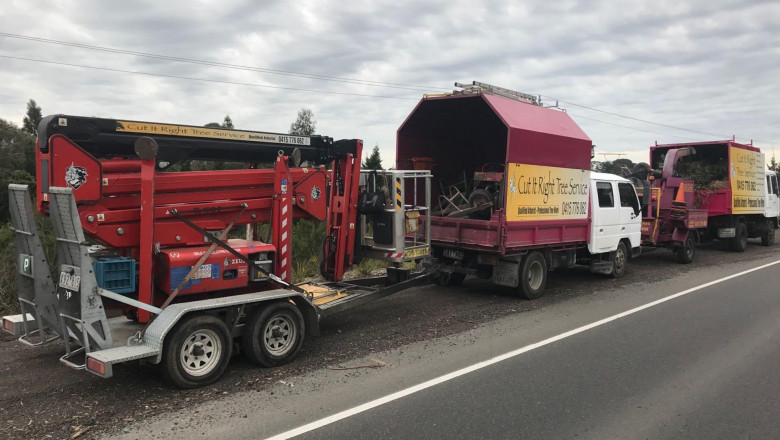 Obtain Tree Elimination Performed With The Assistance Of Professionals
