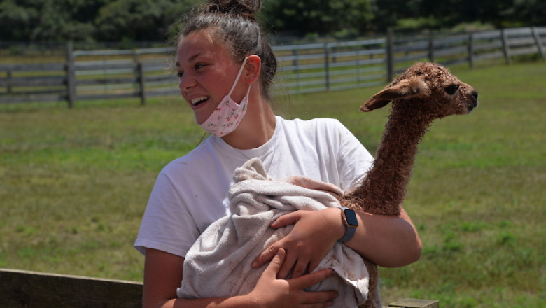 Hesting Alpacas- One Of The United Kingdom’s Best Alpaca Breeders