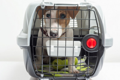 How to Select the Best Dog Car Seat for Safety?