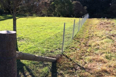 Top Four Benefits Of Professional Hedge Trimming