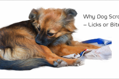 Why My Dog Scratches – Licks or Bites? Hidden Clews to Reveal The Secret