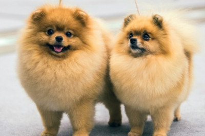 Reason Why Your Dog Stop Eating