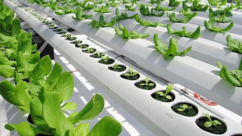 Aquaponics Is The Cultivation Of Plants And Fish Alongside A Normally Usable Setup