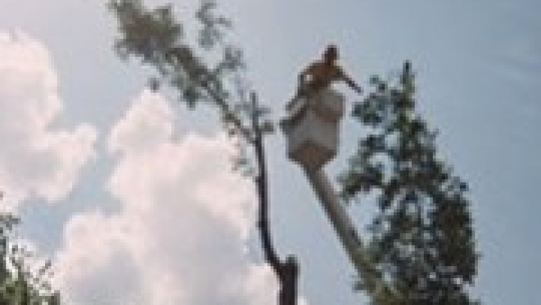 Benefits of opting for professional tree lopping services