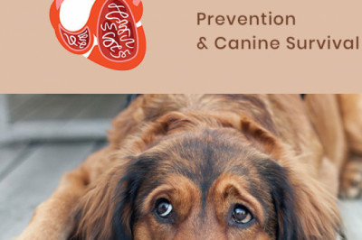 Can-a-Dog-Survive-after-a-Heartworm-Infection.