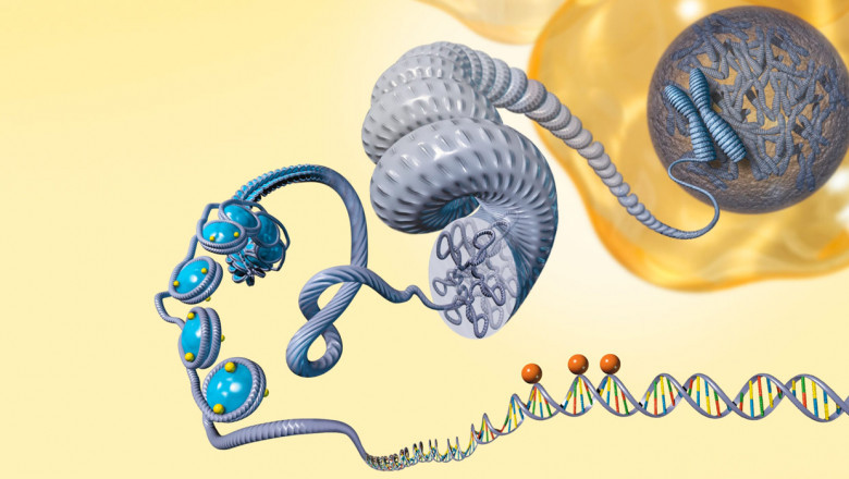 Gene activity is controlled by epigenetics without altering DNA sequences