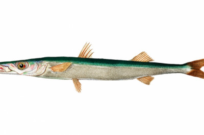 Sheela Meen: Nutritional Value And Health Benefits