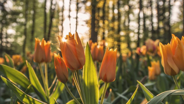 9 cosas que tus padres te ensenaron sobre difusores de aromas