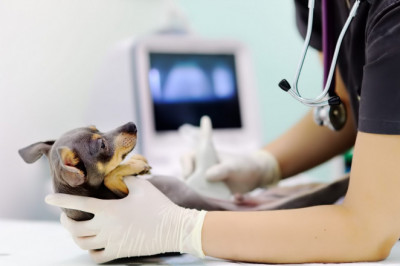 Animal Ultrasound Applications and Market – Global Industry Analysis, Size, Share, Growth