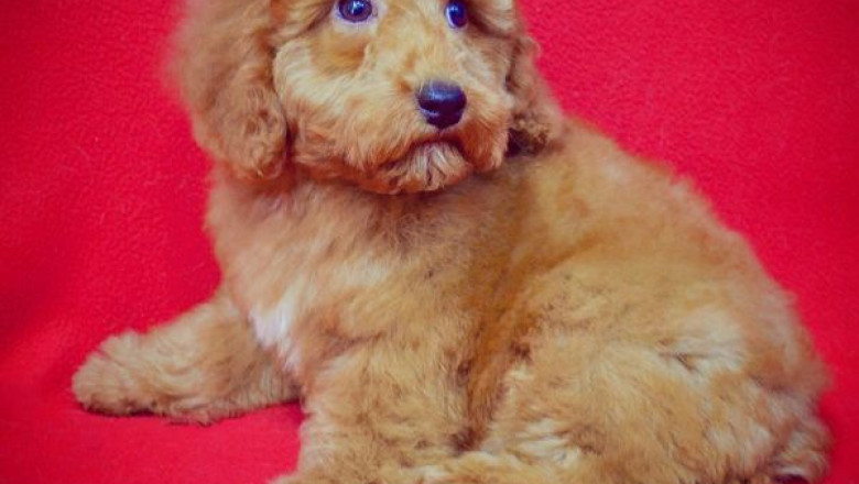 Check A Few Things Before Adopting a Particular Puppy Breed