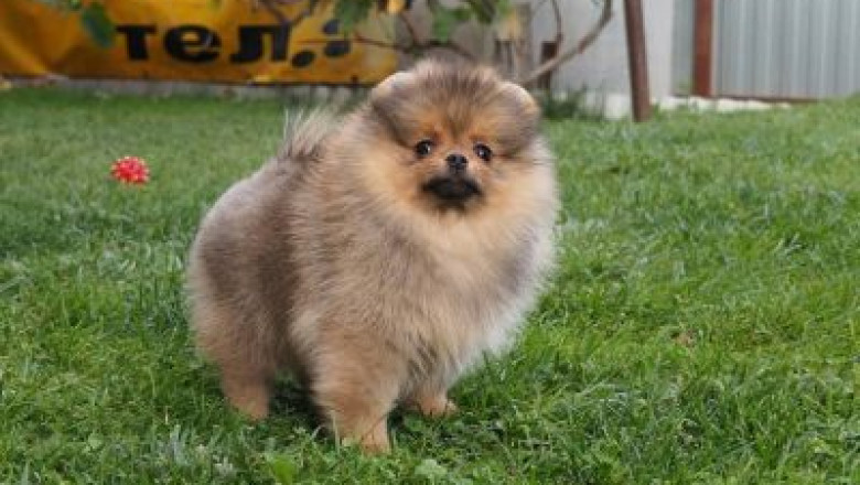 The Different Aspects of Dogs for Sale