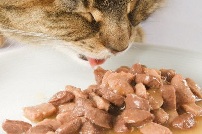Wet Cat Food Market Outlook and Insights during the Forecast Period 2022-2028