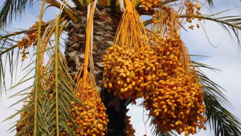 Date Palm Market Size, Share, Regional Overview and Global Forecast to 2028