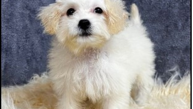 Maltipoo Poochon Breeders in Dallas | Abcpuppy.com