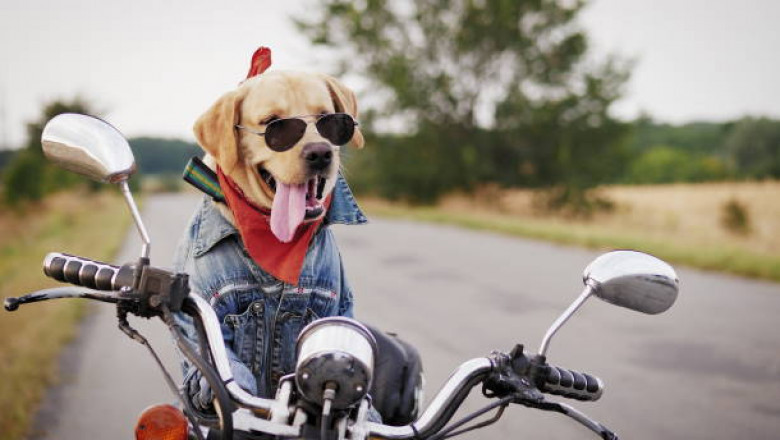 Man's Best Friend And Ride Buddy