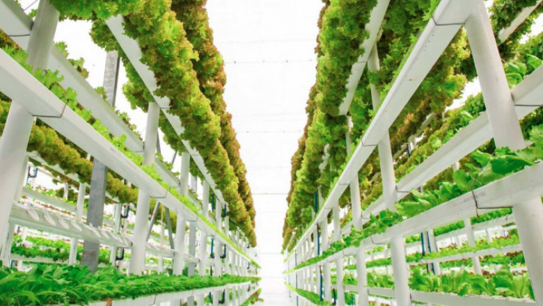 Vertical Farming Market Share, Revenue and Growth Analysis Report Till 2028 | Value Market Research