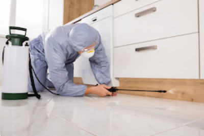 Pest control services offered by hometriangle