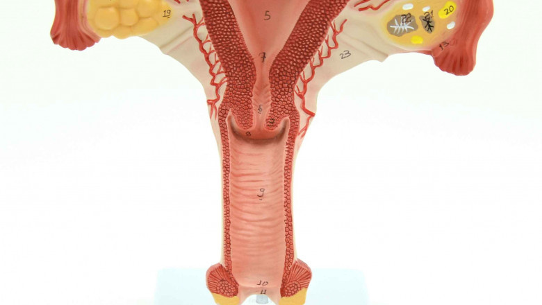 Regional Analysis of Global Cervical Dysplasia Market during the Forecast Period 2020-2027